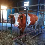 Ldl Amatrice