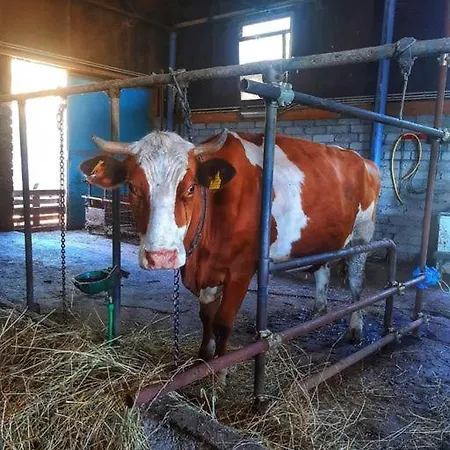 Ldl Amatrice